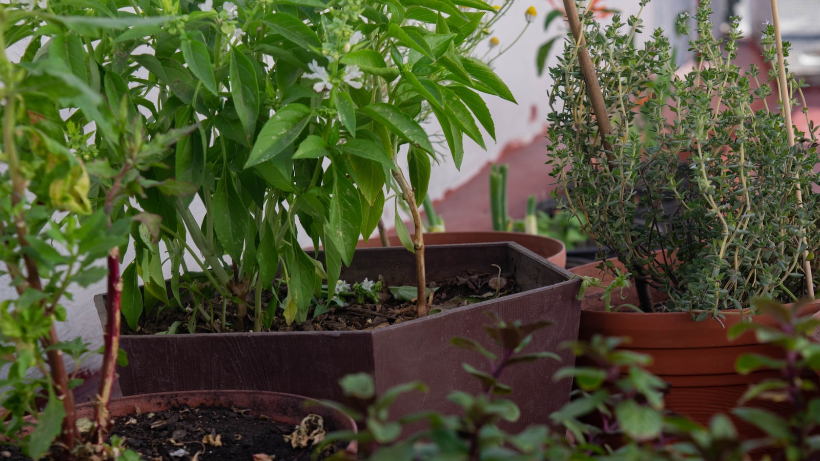 Choosing the Optimal Time for Fall Planting of Alfalfa