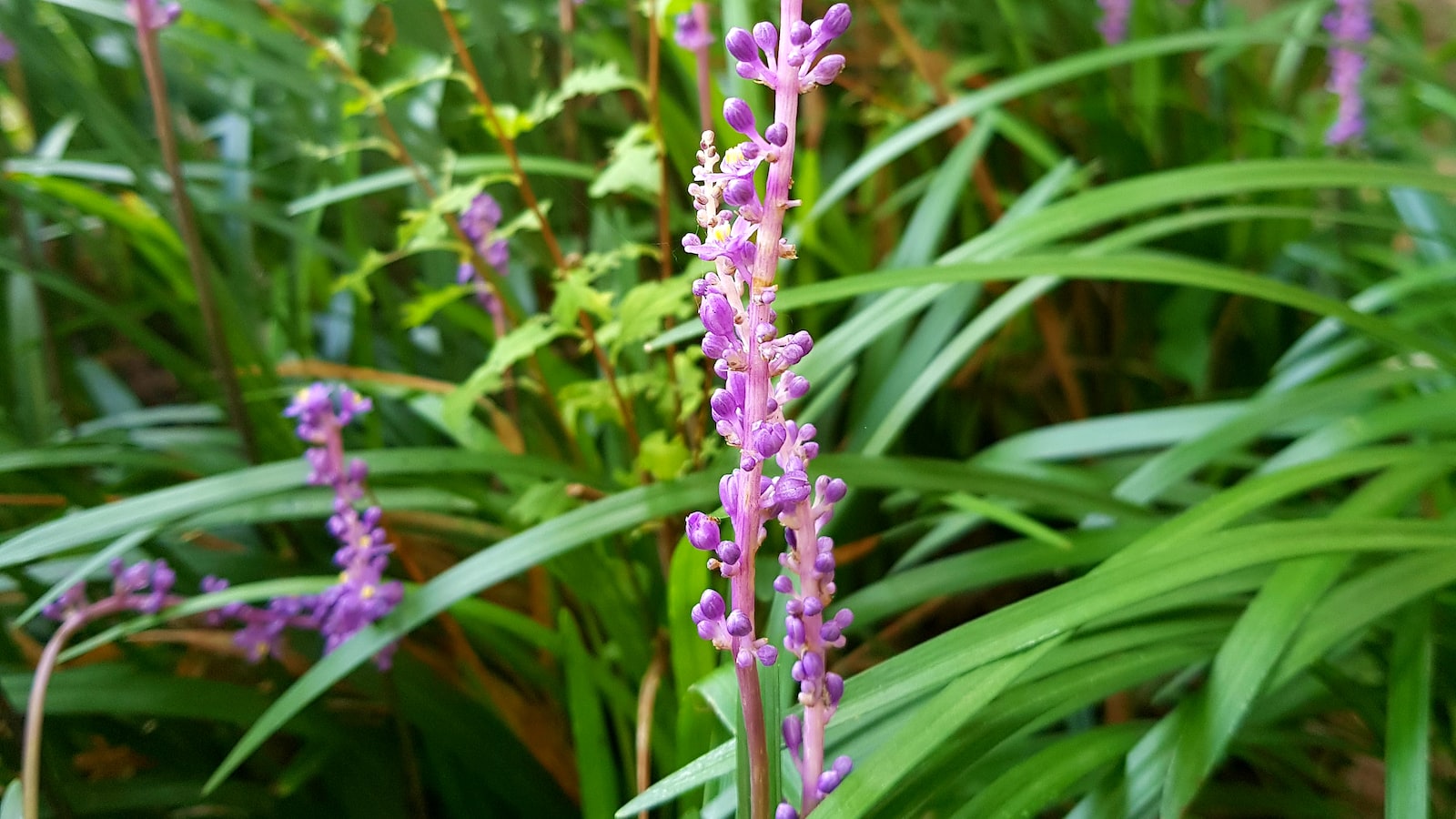 2. Liriope’s Ideal Plant Partners:⁢ Exploring‌ Compatible Species for ⁤a‌ Thriving Landscape