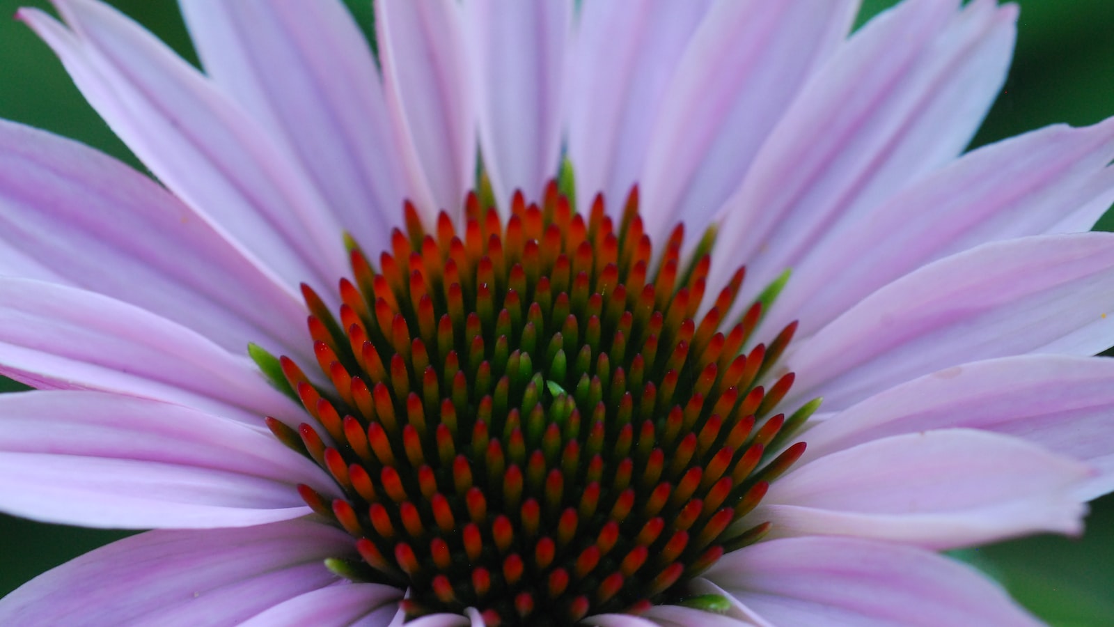 Reviving Drooping Coneflowers: Expert Tips and Proven Techniques