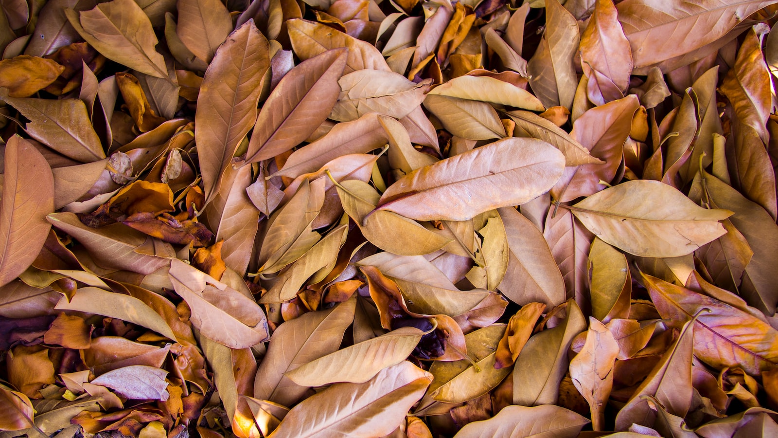 3. Flourishing in Shade: Discovering the Ideal Understory Plants for Your Garden Oasis