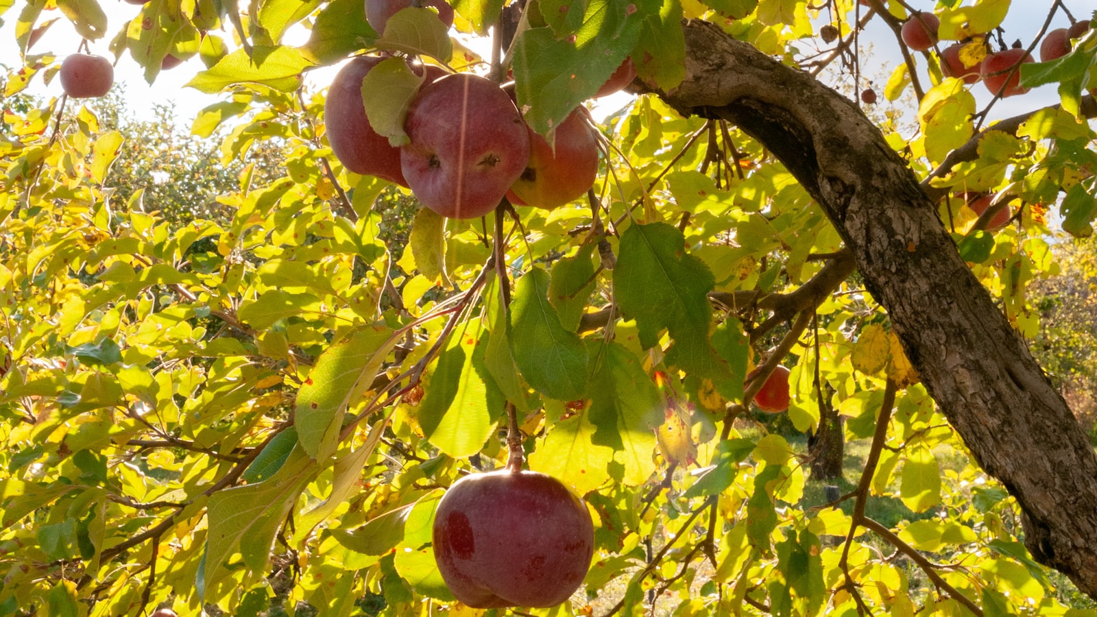 Taking Care of Your Apricot Tree: Expert Tips to Minimize Leaf Loss