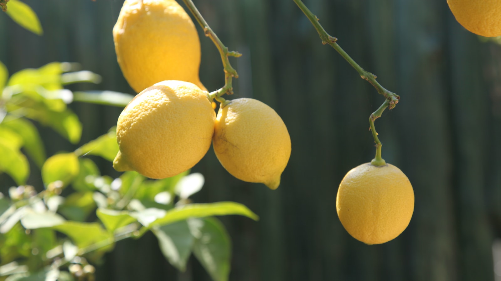 Preparing Your Lemon Tree for Winter: Tips and Recommendations