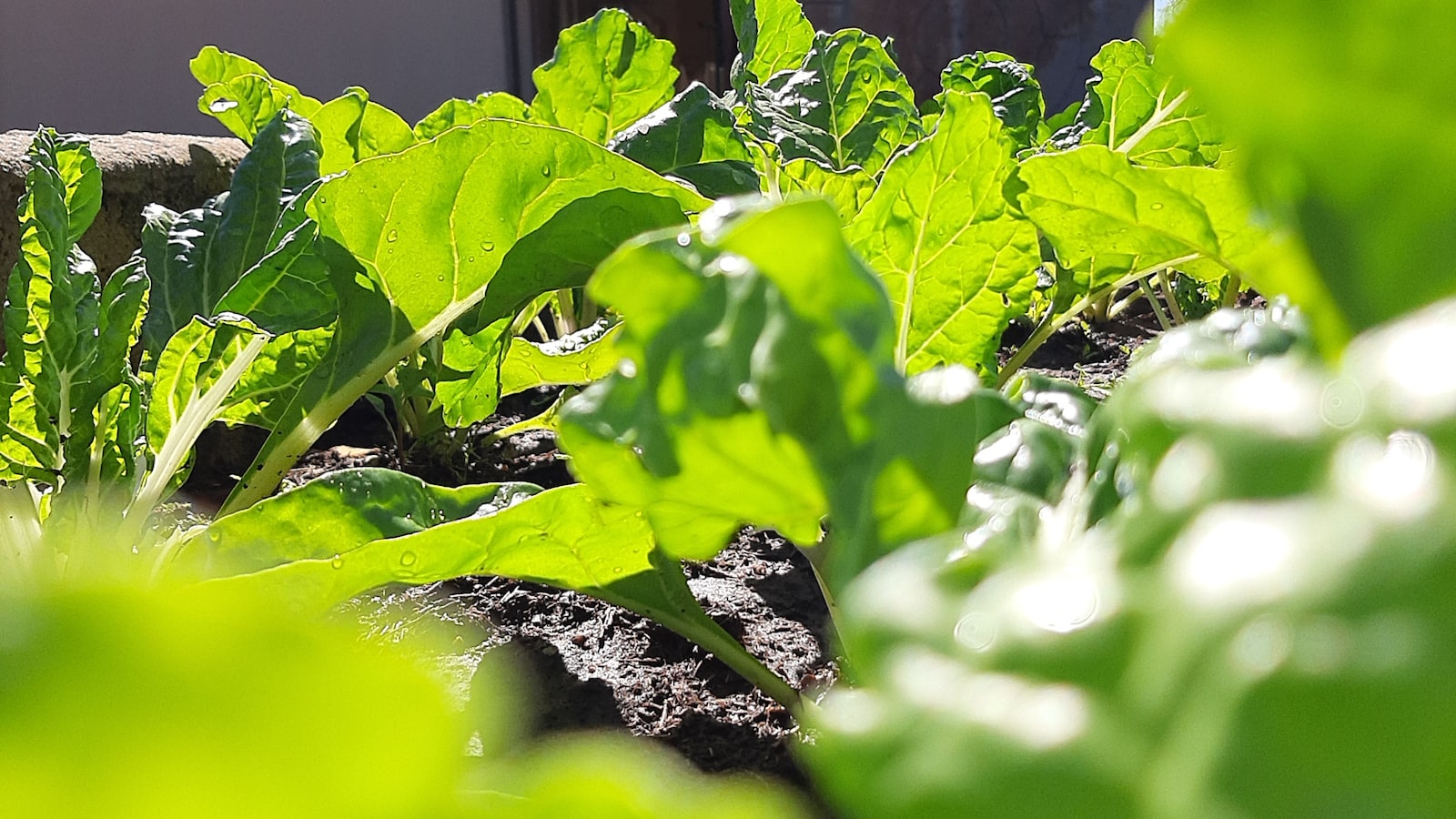 Best Time to Plant Spinach in Texas