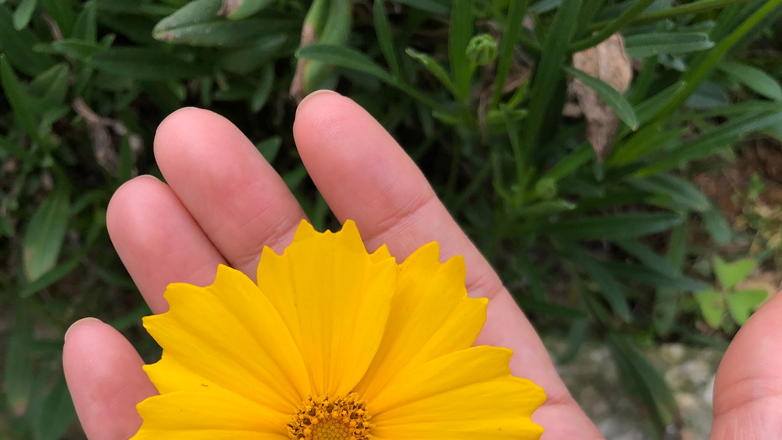 Choosing ⁢the Perfect​ Location for ‌Zinnias ⁣and​ Cosmos