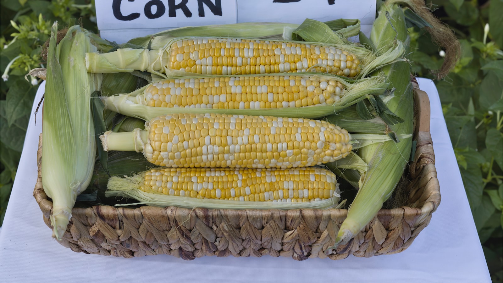 Best Time to Plant Corn in Georgia