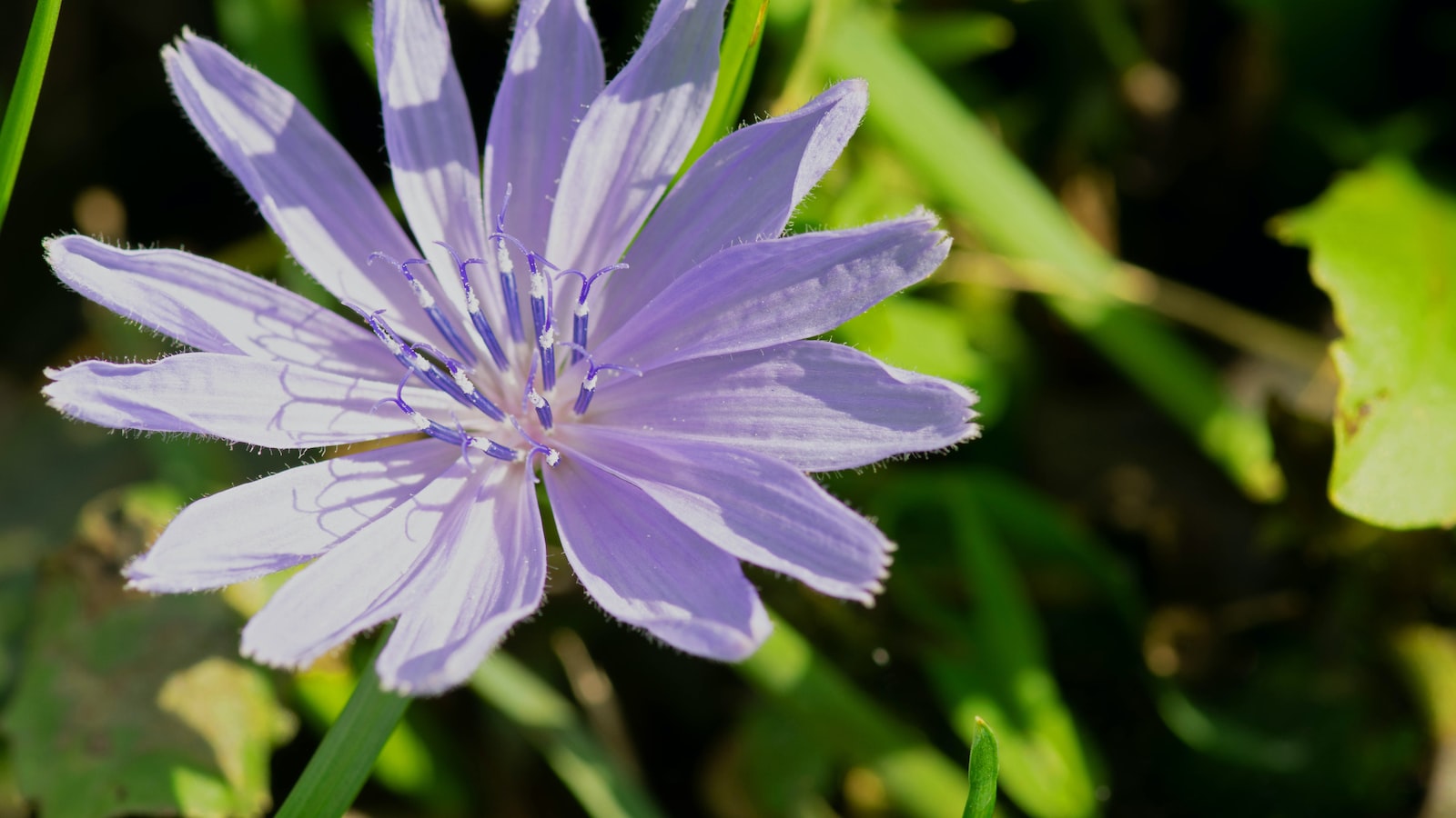 Blooming Beauties: Discovering the Symbolic Essence of Flowers