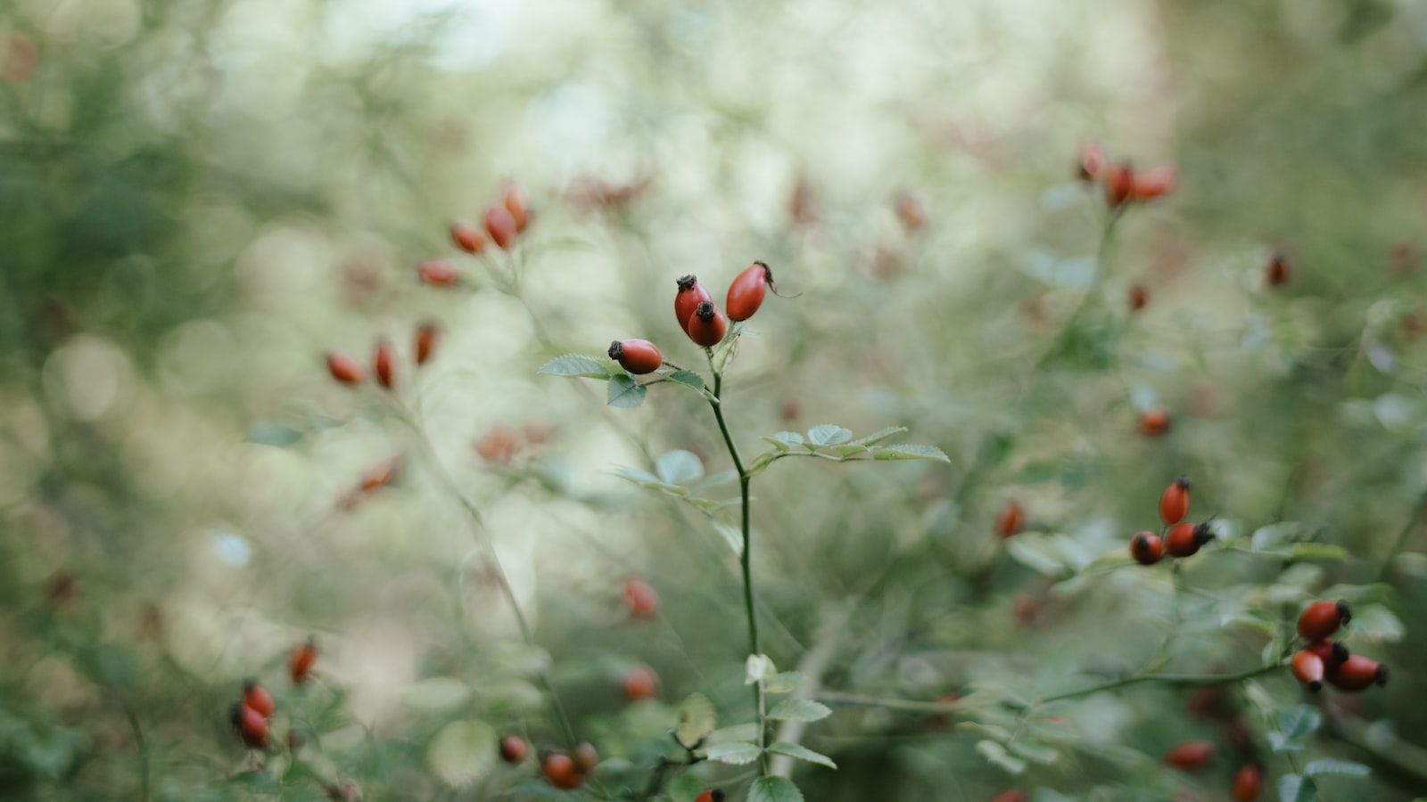 Late⁤ Summer Planting: Native and Drought-Tolerant Perennials for Texas Gardens