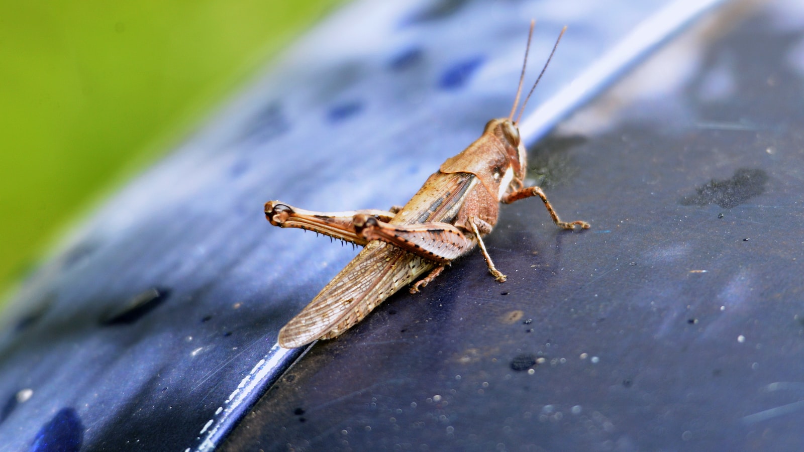 4. Pests and Diseases: Identifying and Managing Culprits that Hamper Blueberry Blossoming