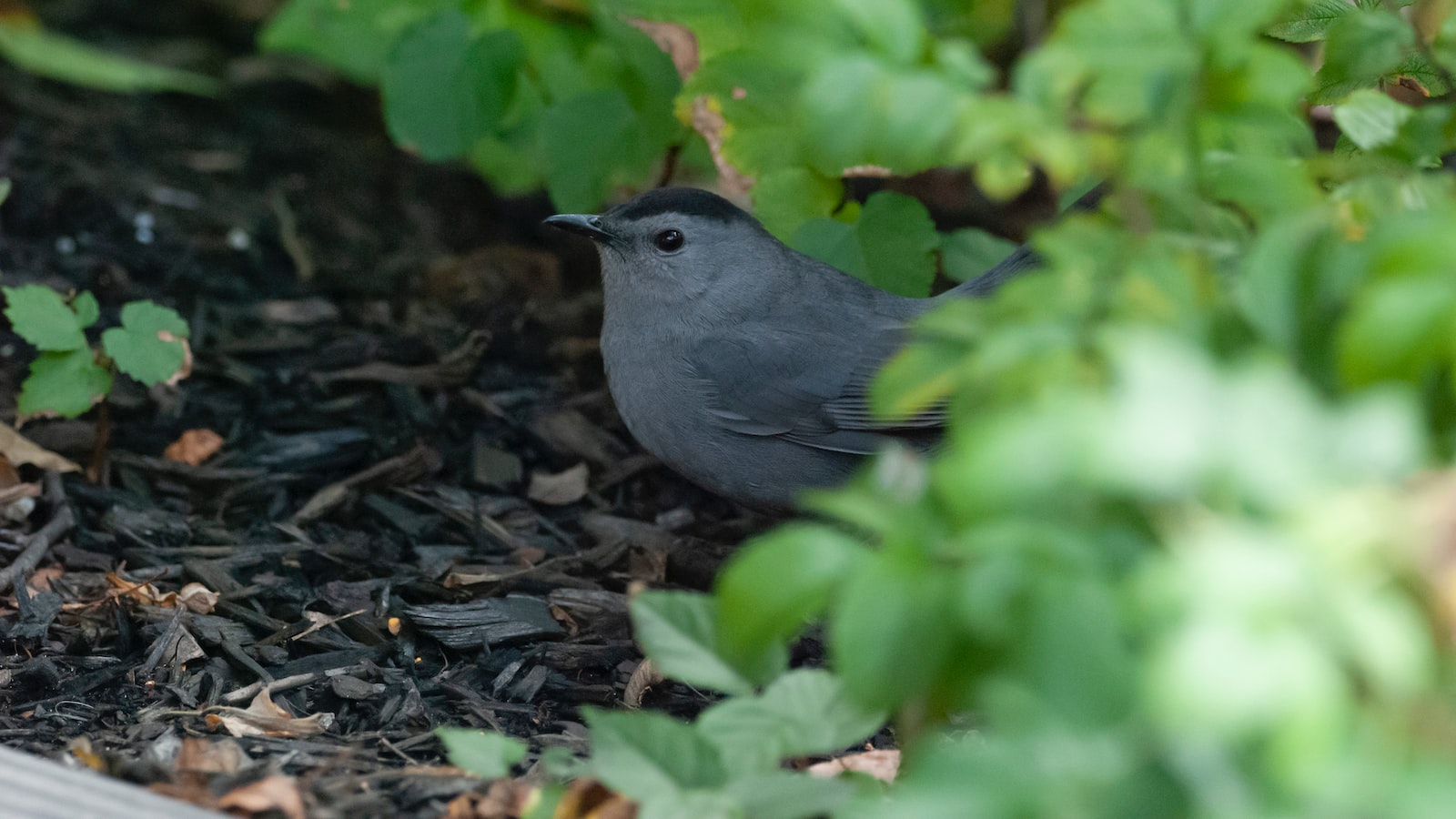 Decoding the ‌Relationship between Mulch​ and Fly Populations: An In-depth ⁤Analysis