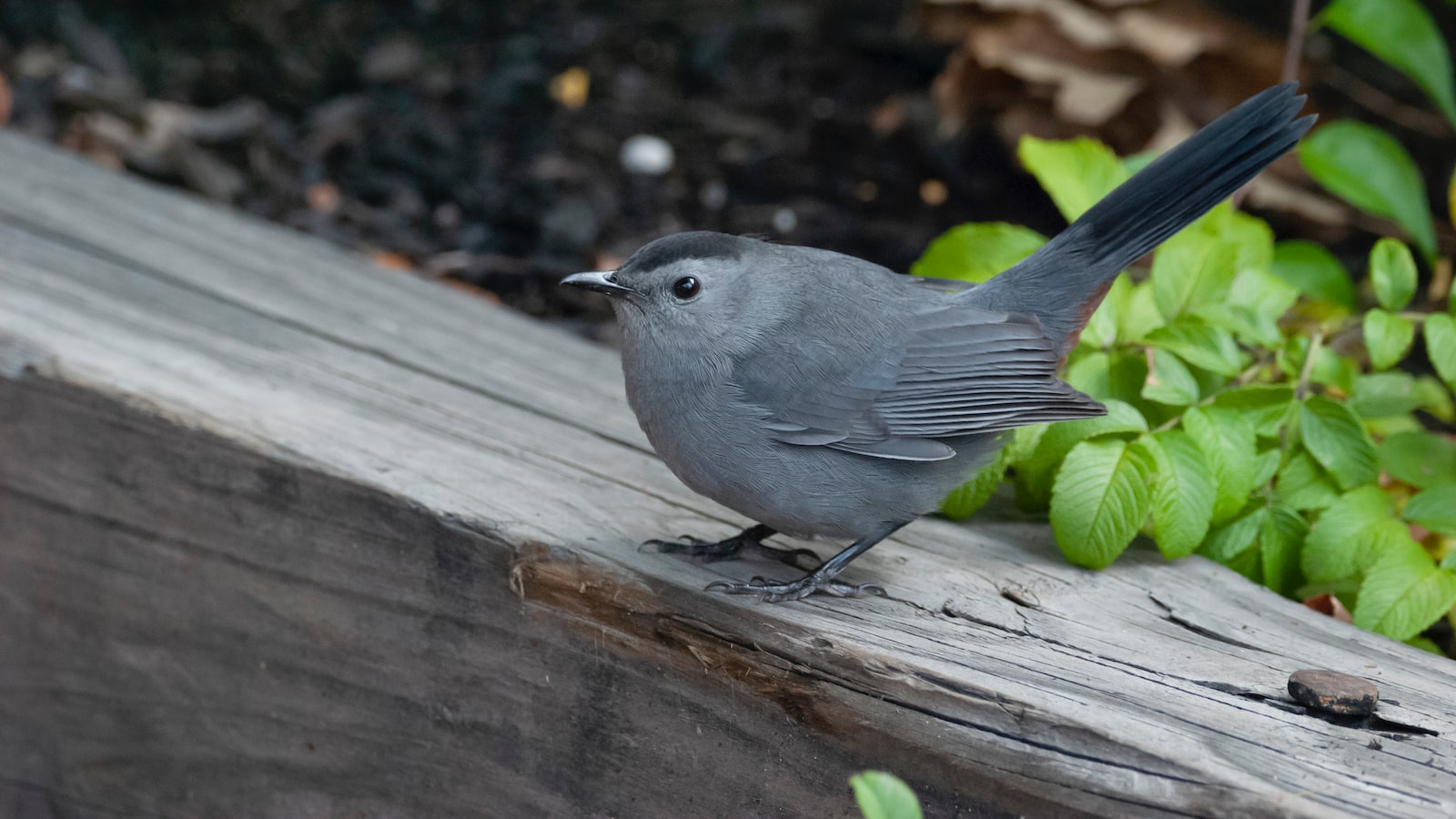 Benefits of Using⁤ Mulch on Flower Seeds in Your Garden