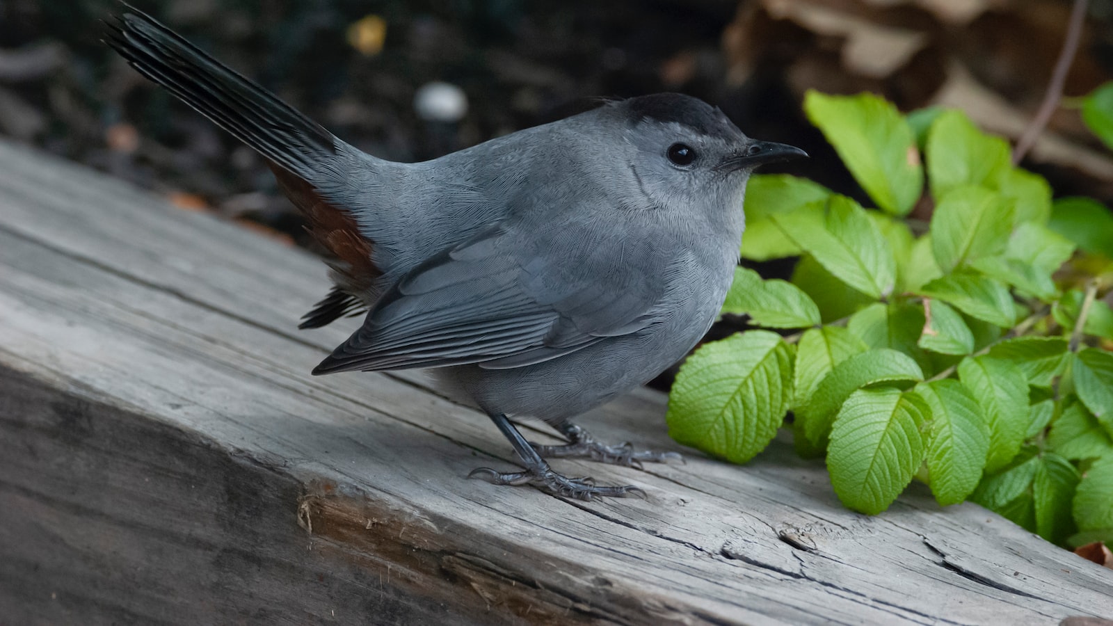 Unraveling the Science: How Cedar Mulch May Discourage Tick Infestation