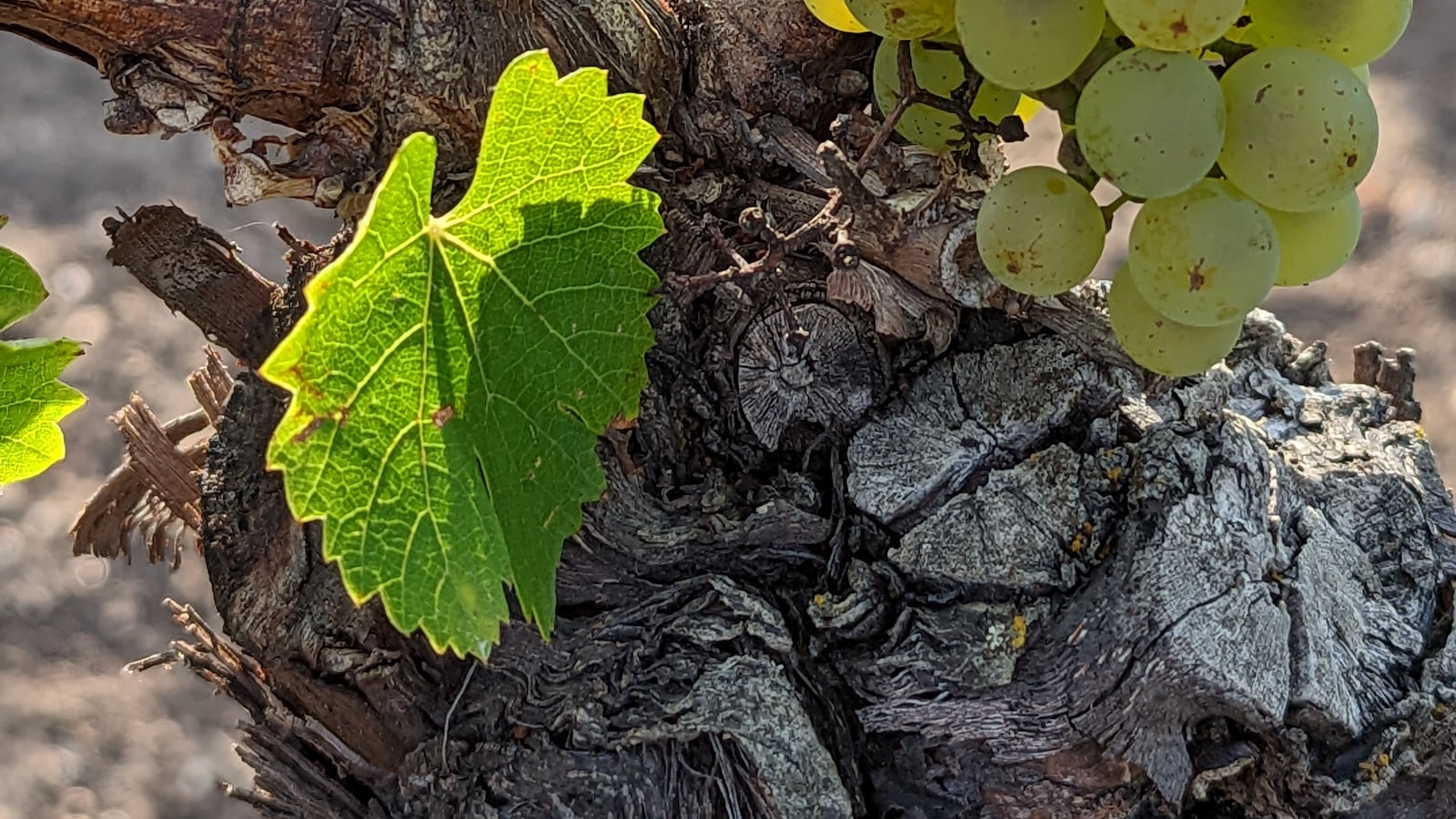 Recommended Grape Varieties for Successful Planting in Georgia