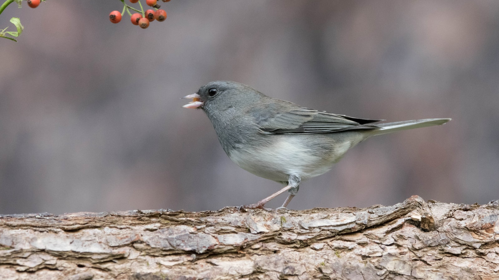 Discouraging Avian Intruders: Effective Strategies for Protecting Your Cherry Trees