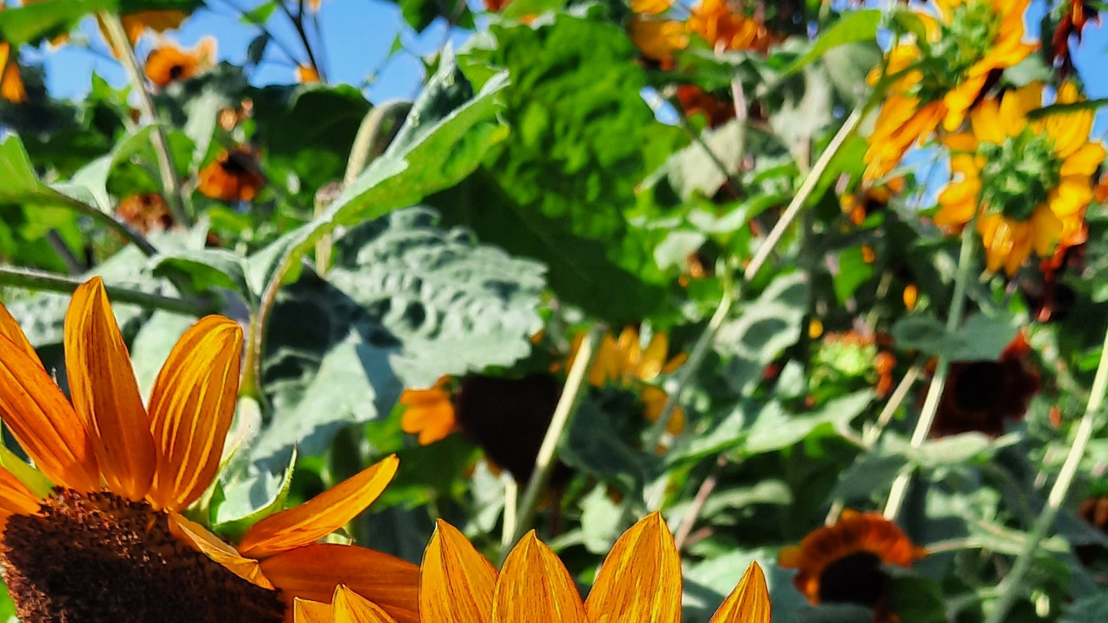 The Nutritional Value of Dandelion Seeds for Birds