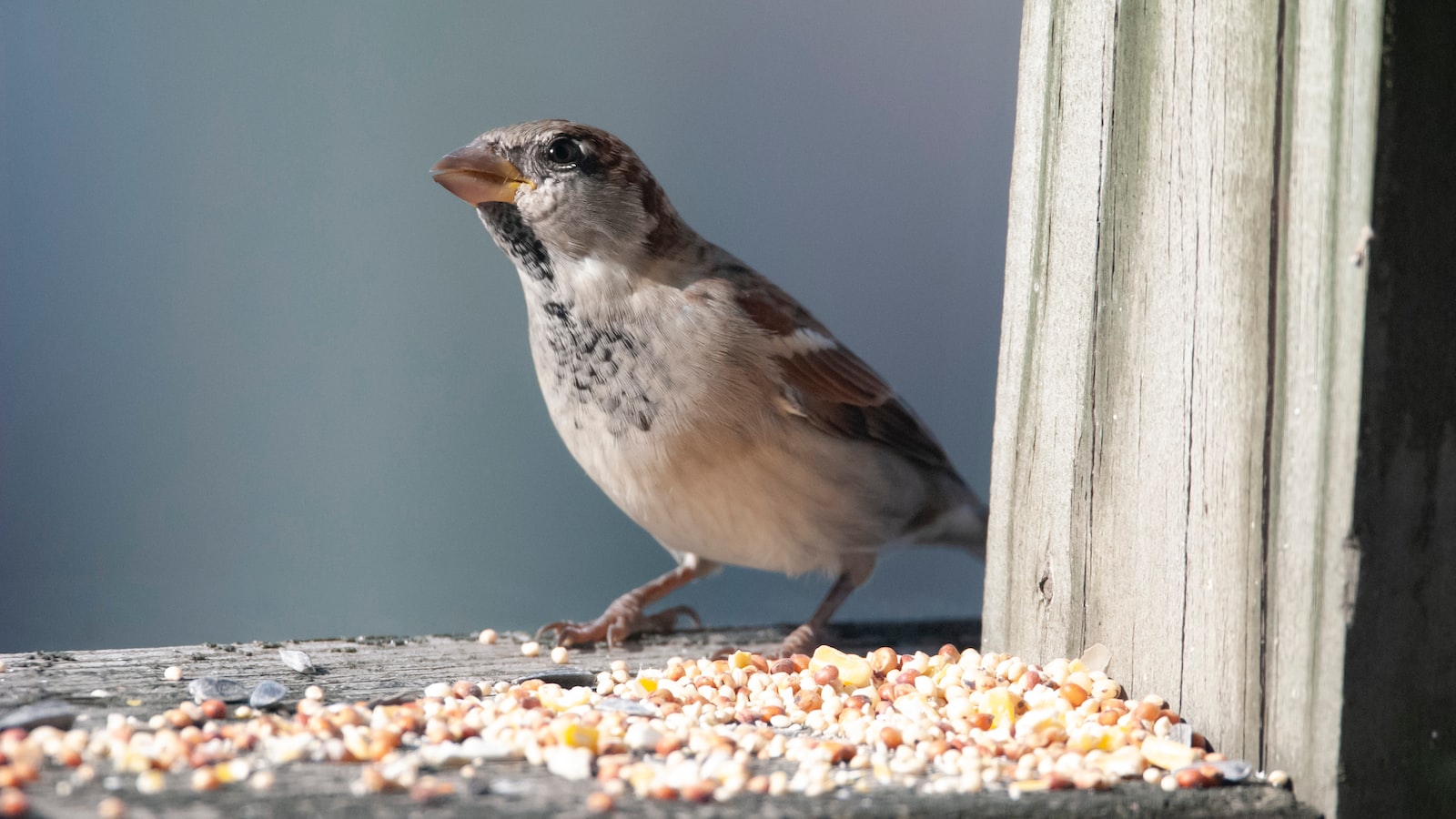 Tips and Recommendations for Successful Bird Seed Sunflower Planting