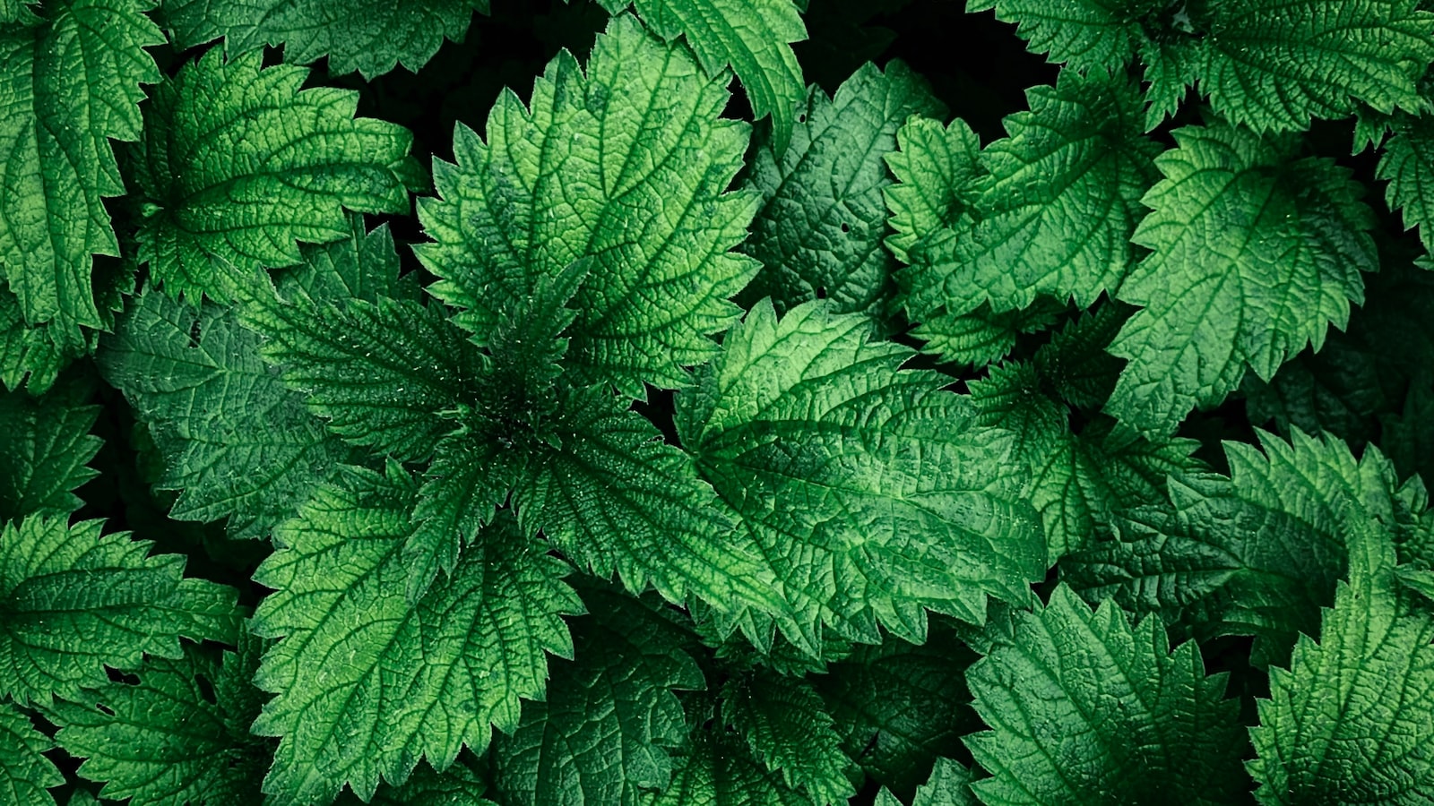 Harnessing Nettle's Potential: Tips for Cultivating and Utilizing this Underrated Resource