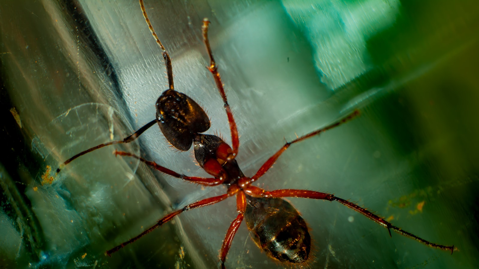 Identifying Signs of Carpenter Ant Infestation in Trees: A Guide for Tree Owners