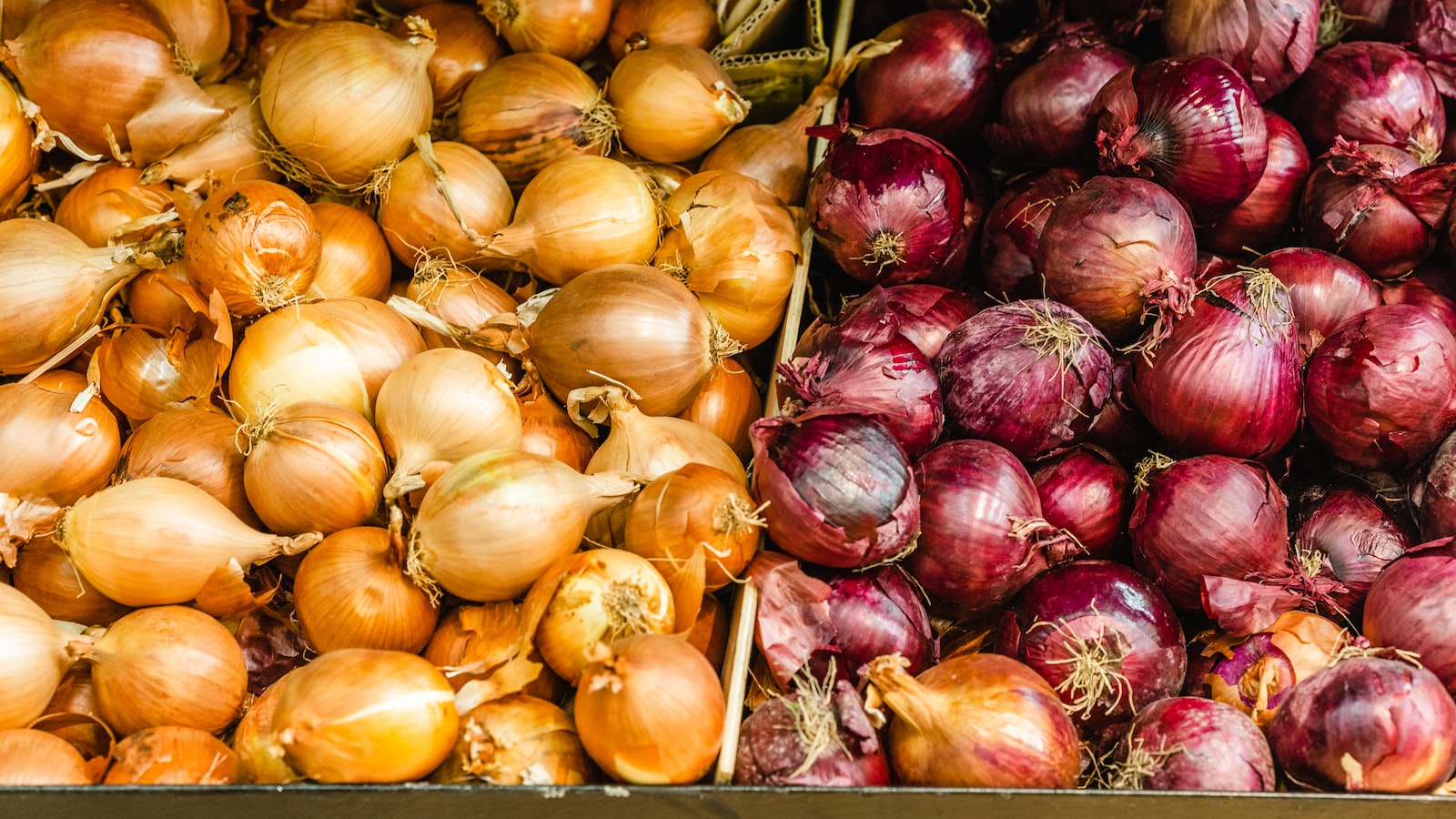 Considerations for Soaking Onion Bulbs: A Gardener's Guide