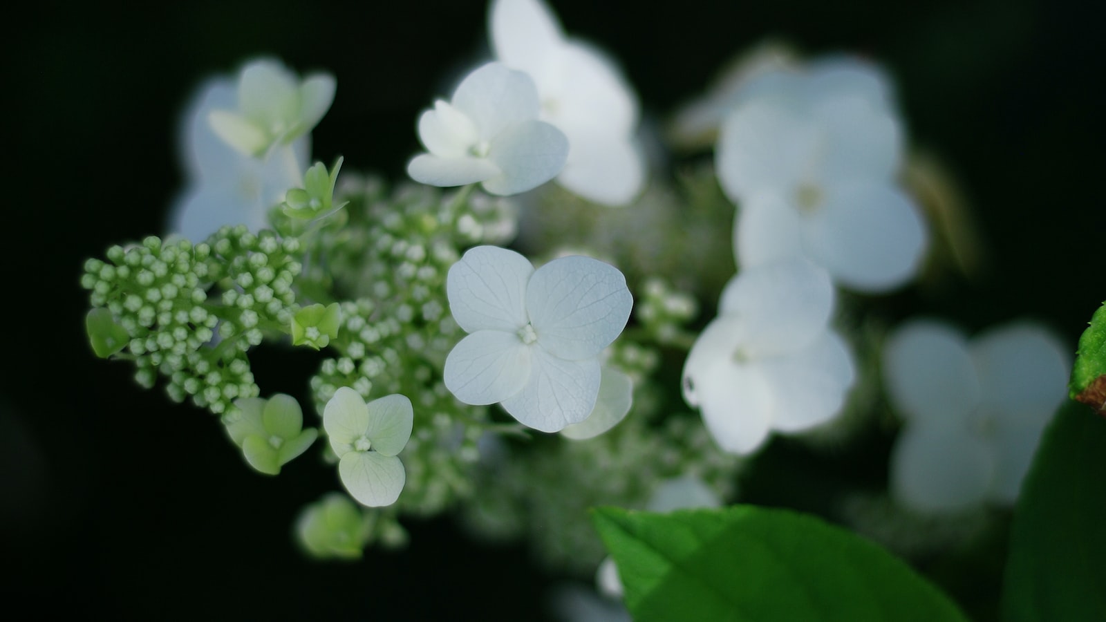 Flowering Plants for June Planting in Florida