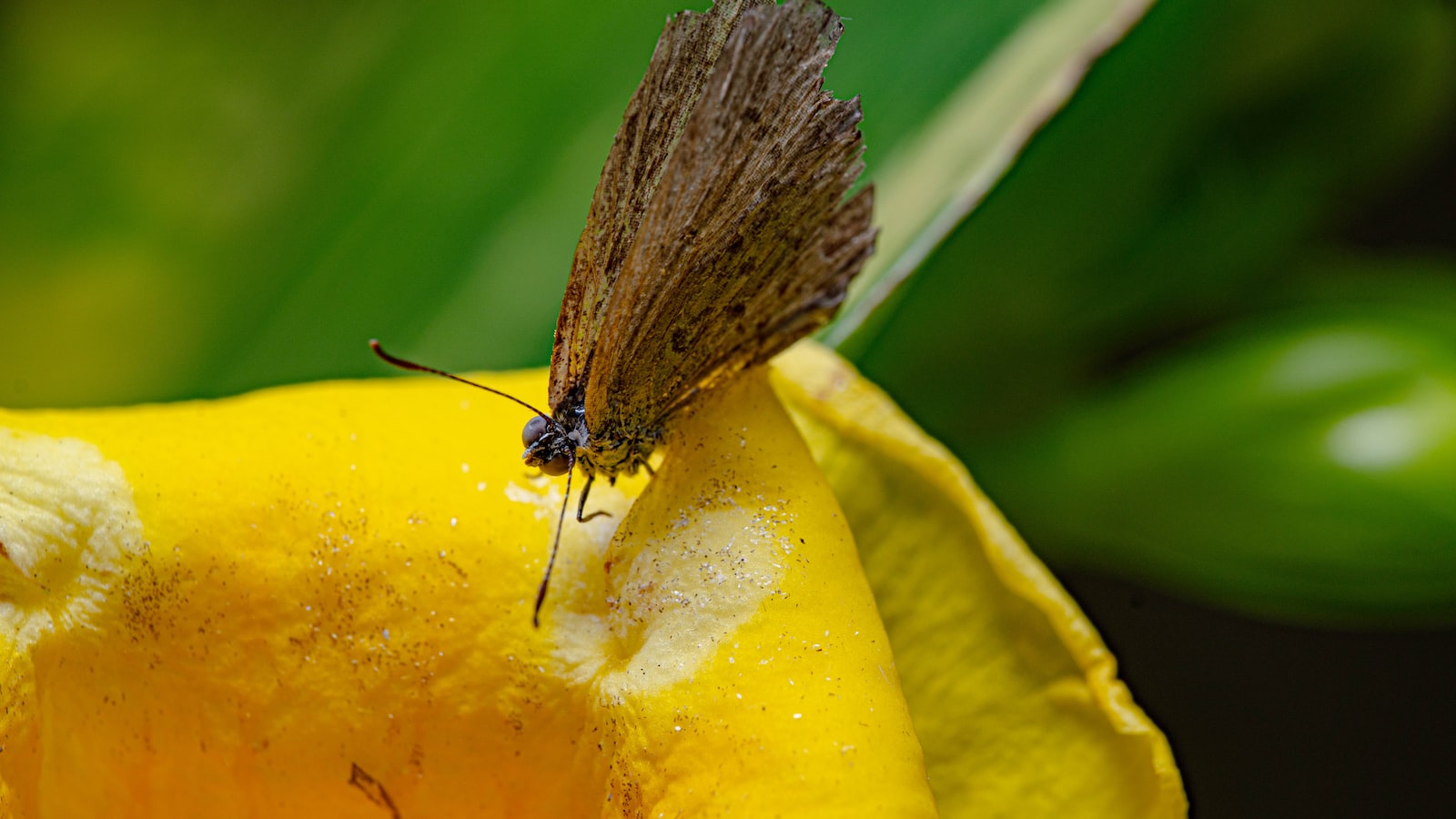 Preventive Measures and Management Strategies to Minimize Milkweed Toxicity Risks for Horses