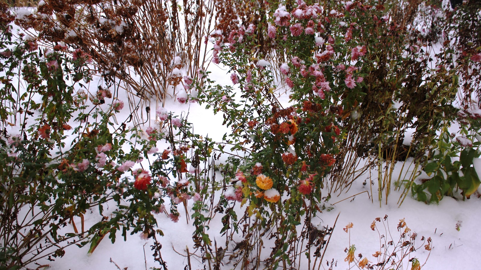 3. Lush Foliage for the Summer: Best Trees and Shrubs to Thrive in Texas Gardens during June