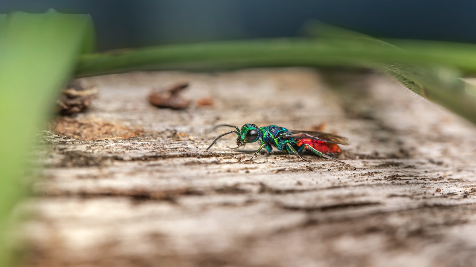 - Pest Infestations: Dealing with common insects and diseases affecting peach tree leaves