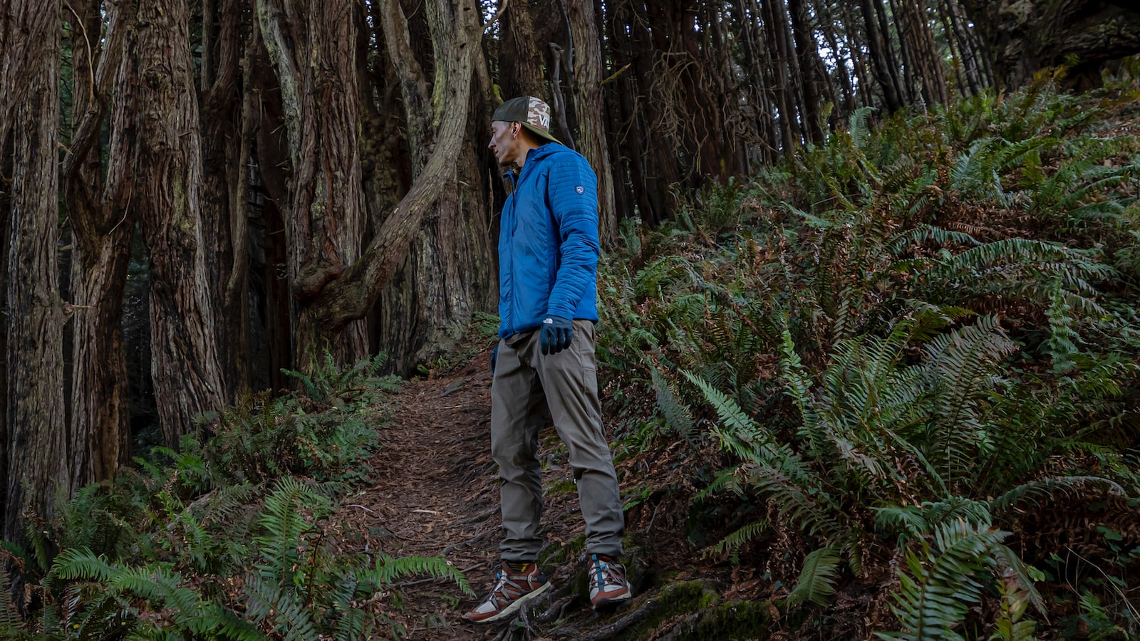 Exploring The Ecological Impacts of Introducing Banyan Trees to California's Landscape