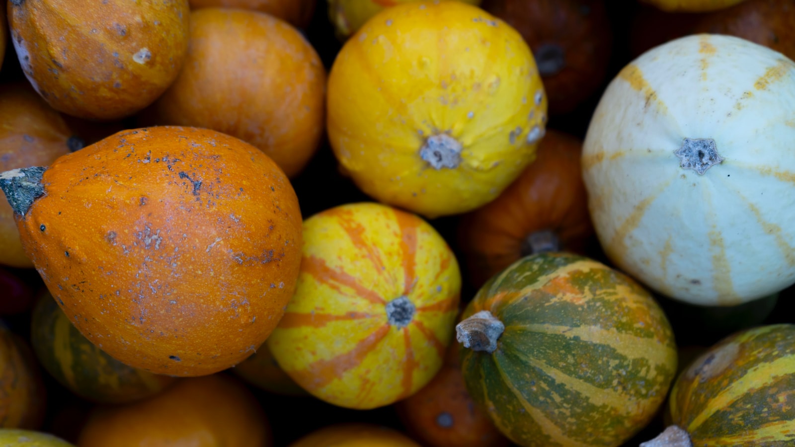 Differentiating Squash Plants: A Beginner's Guide