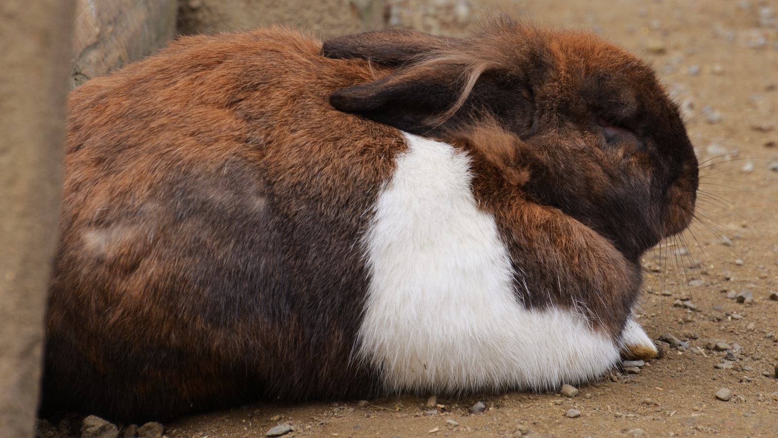 Rabbit Diet: Understanding the Feeding Preferences of these Small Herbivores