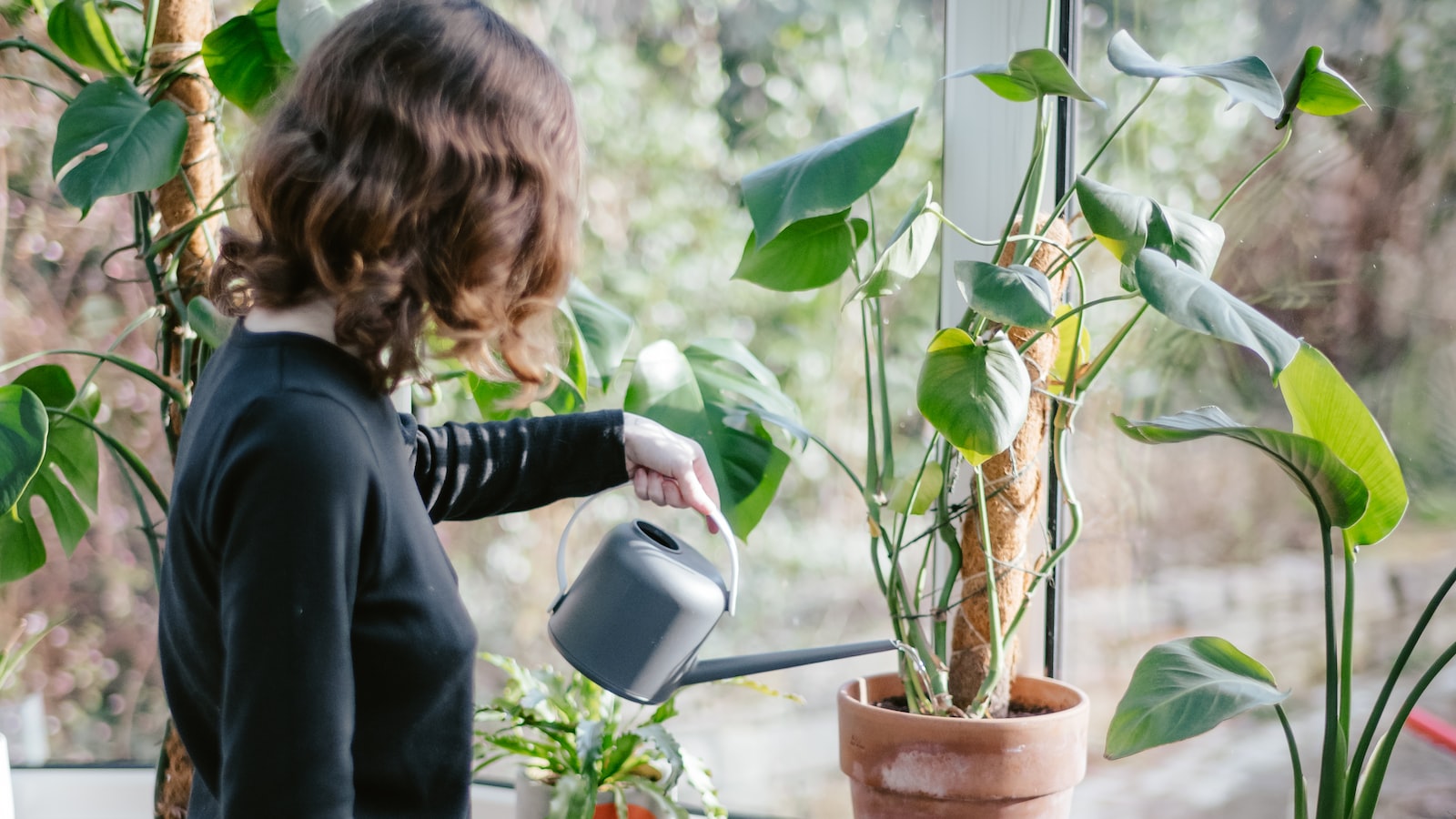 Watering and Fertilization: Essential Care Tips for Tall Snake Plants