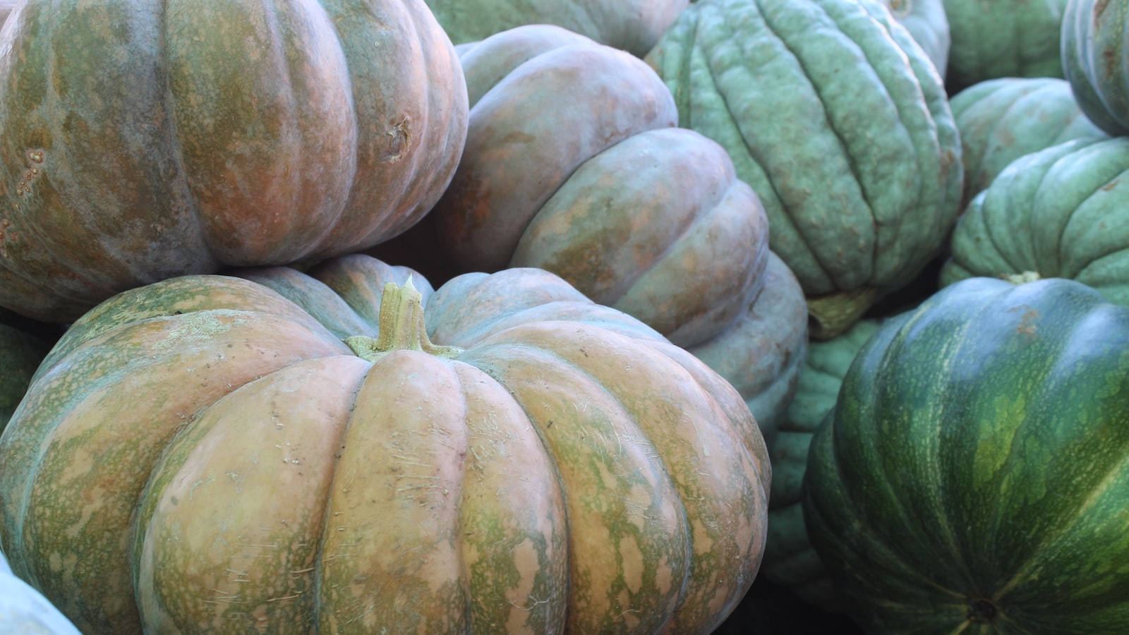 Factors to Consider for Pumpkin Planting in Mississippi