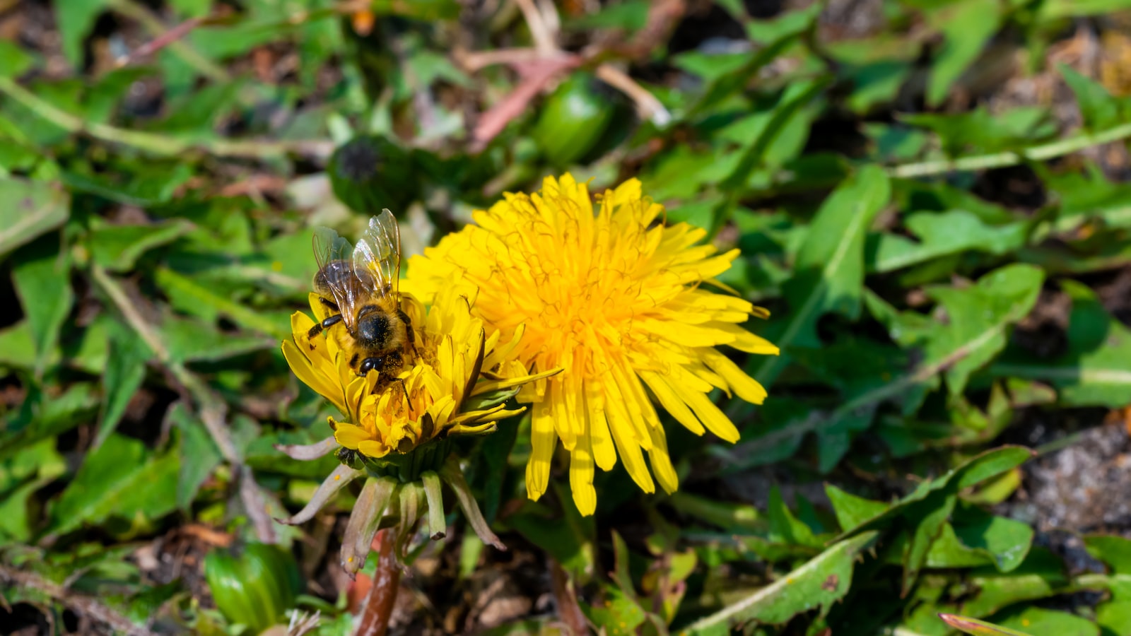 2. Pollination Troubles: ‌Strategies to Ensure Successful Fruit Set in ‍Tomato Plants