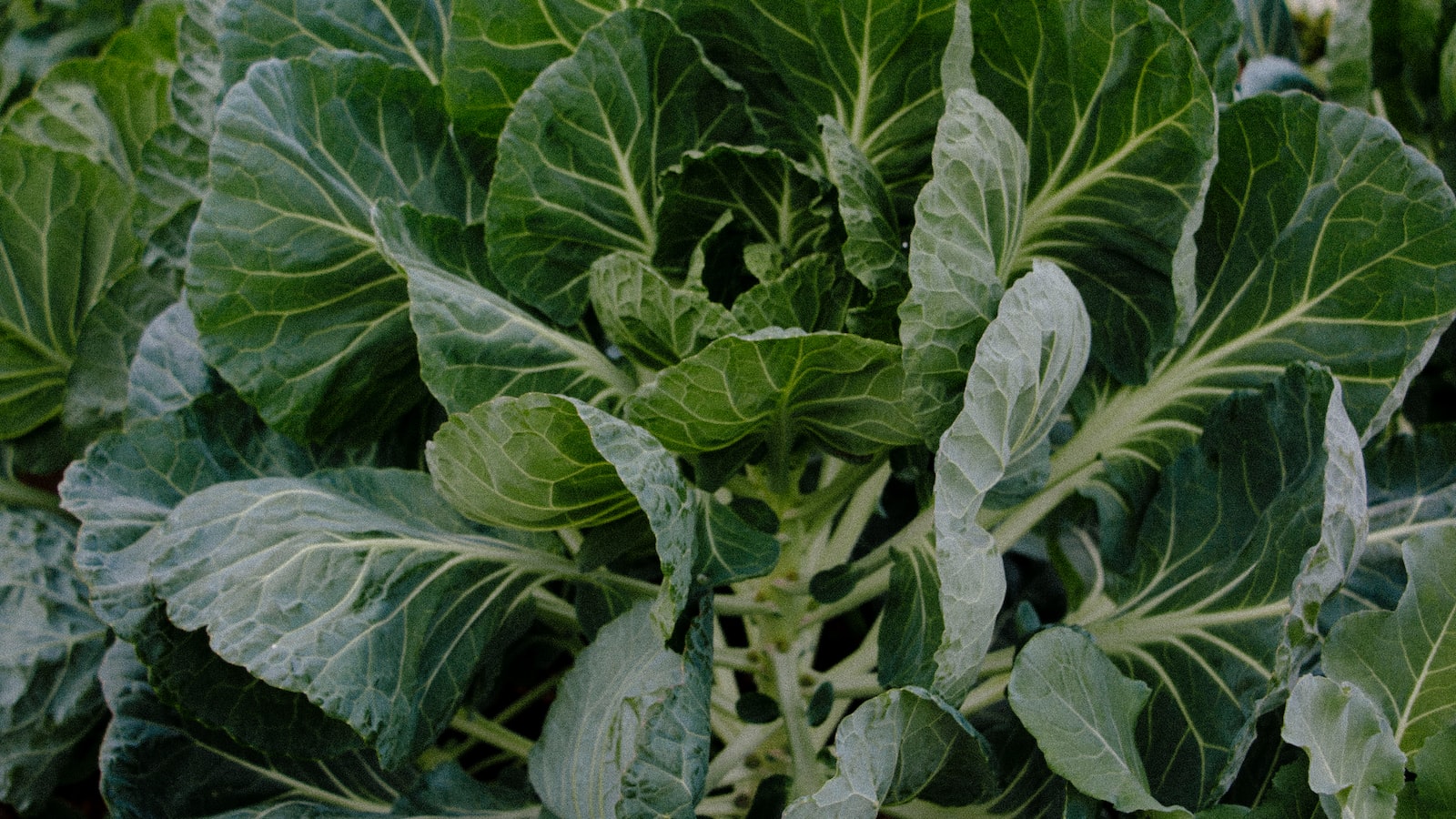 Planting Cabbage and Brussels Sprouts Together: A Harmonious Garden Partnership