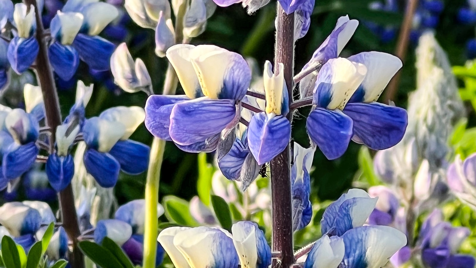 The Fascinating World of Lupin Aphids: Unraveling Their Potential Spread to Other Plants