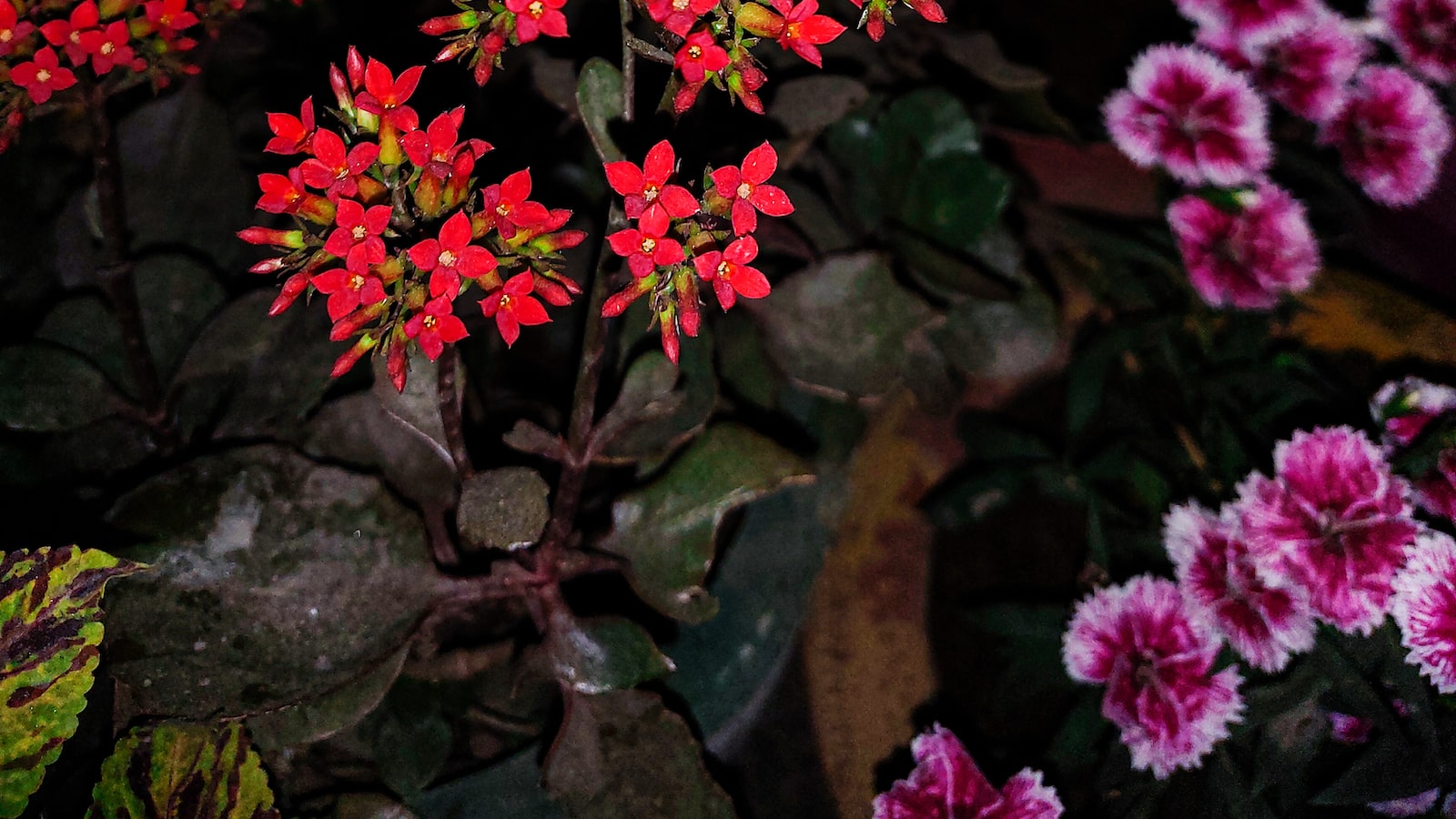 The Joy of Color and Fragrance: Combining Geraniums and Marigolds in Your Garden