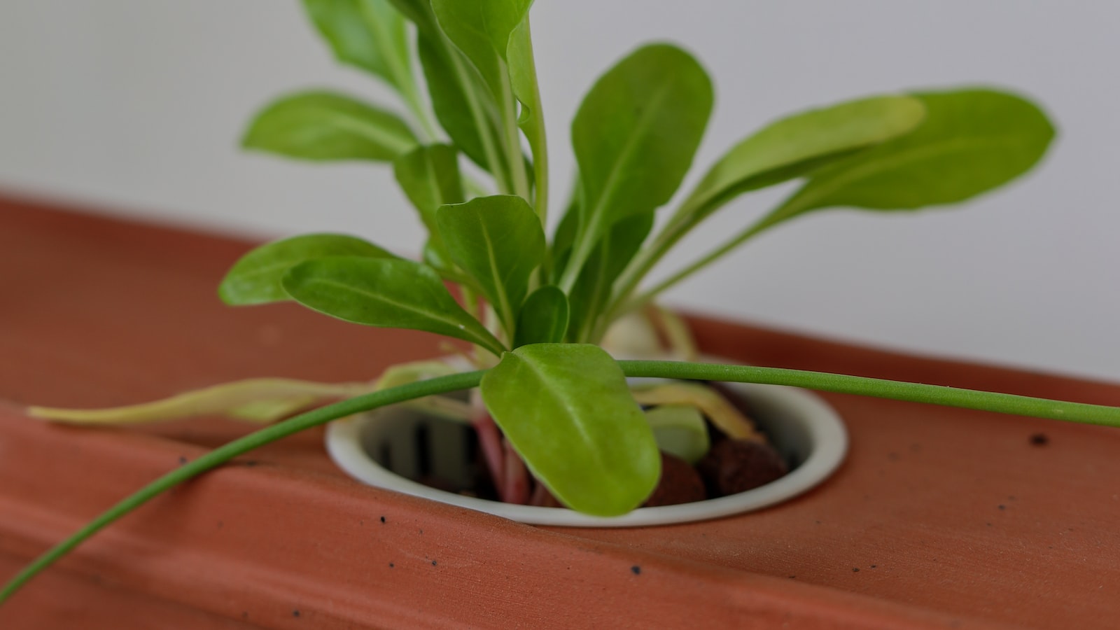 Hydroponic Plants: Going Beyond Soil for Optimal Growth