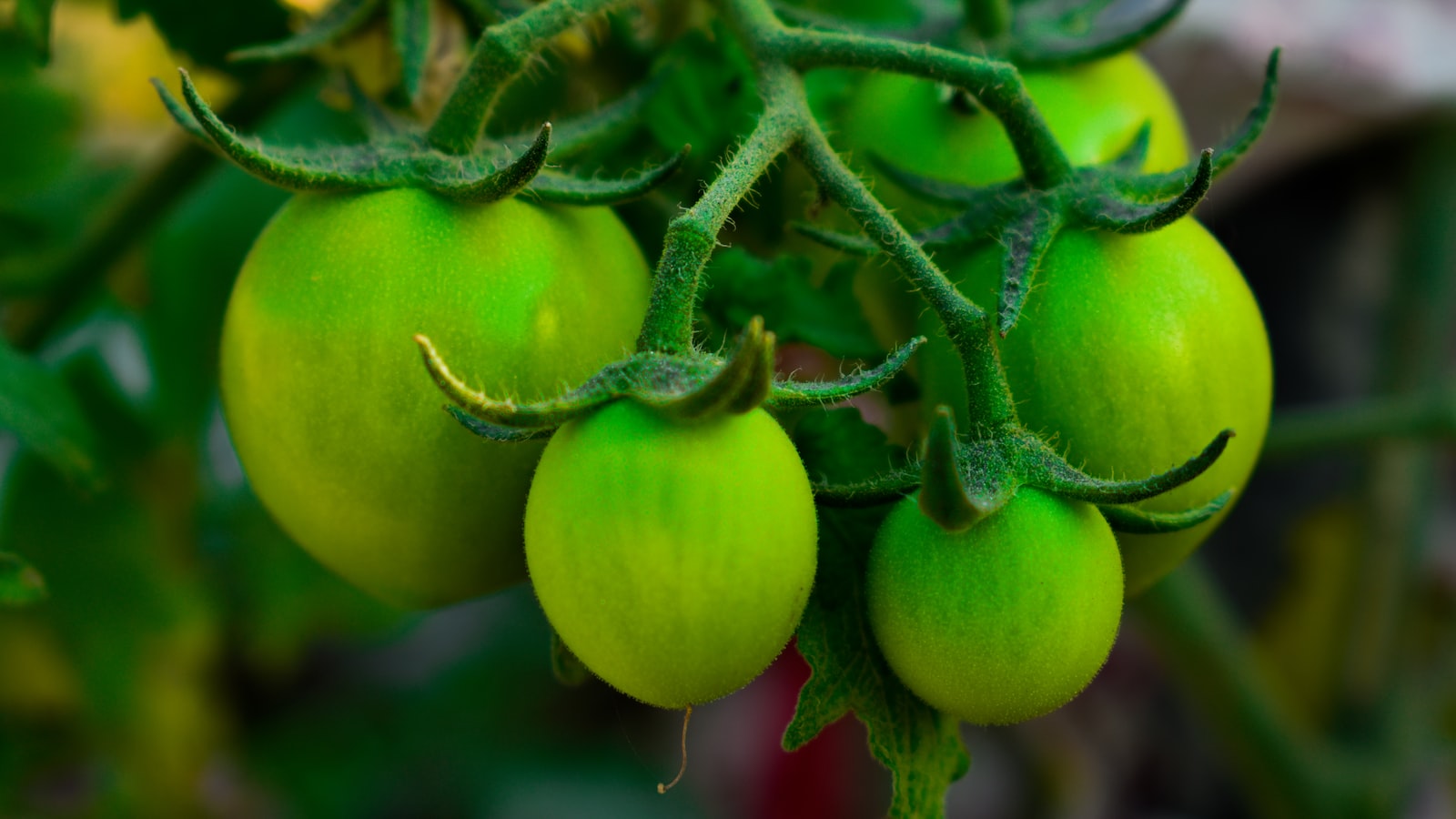 Tips for Maximizing Potato Yields in Arkansas Soil