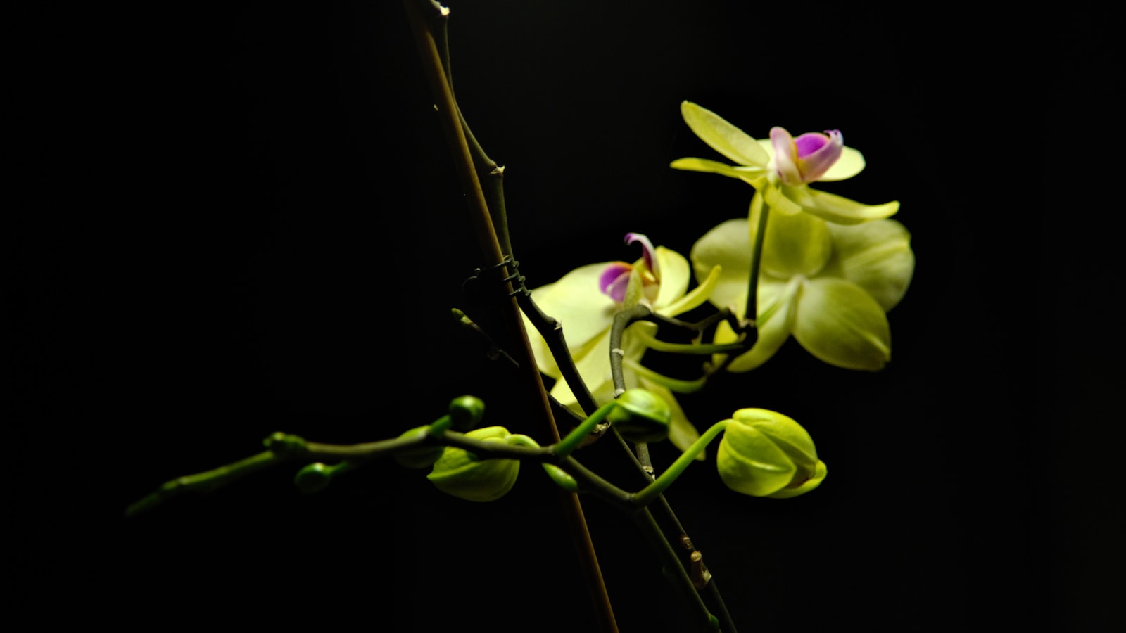 Selecting the Appropriate Orchid Species for Palm Tree Attachment