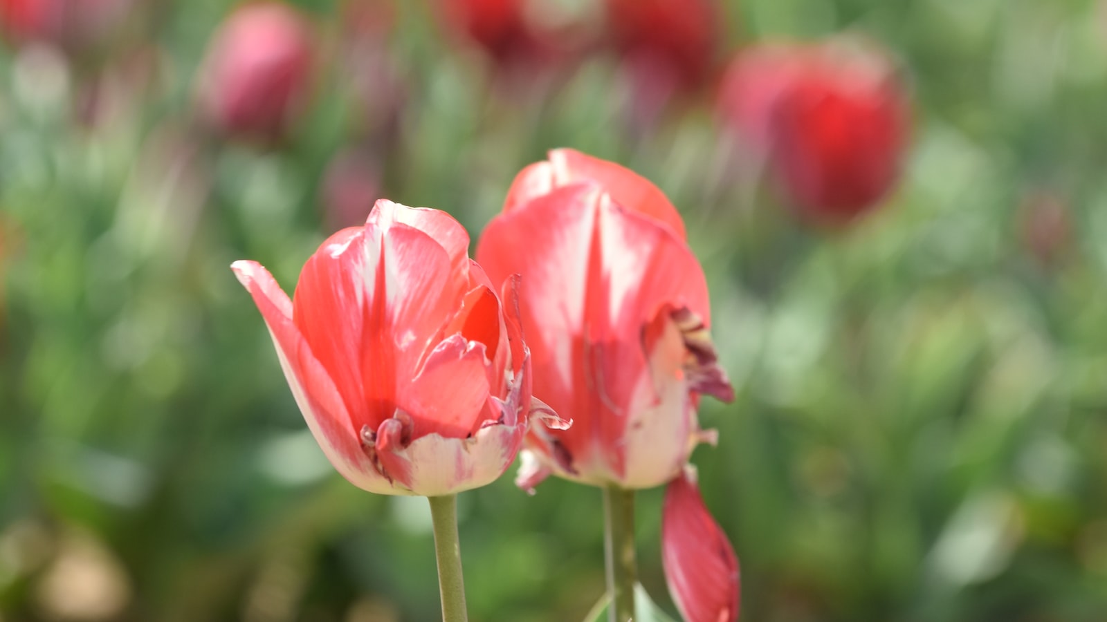 3. From the Iconic Texas Bluebonnet to the Fiery Indian Paintbrush: Unveiling the Red Beauties