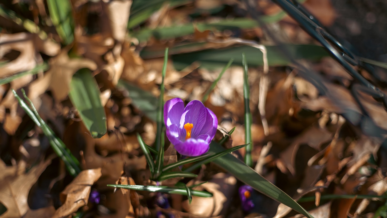 The Edible Potential: Unveiling the Culinary Delights of Crocus Flowers