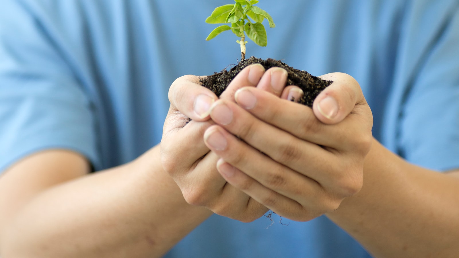 Nurturing ‌Plumeria Seeds⁤ through Germination and Seedling Stage