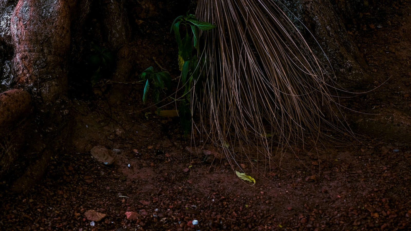 Examining the Root System for Signs of Life