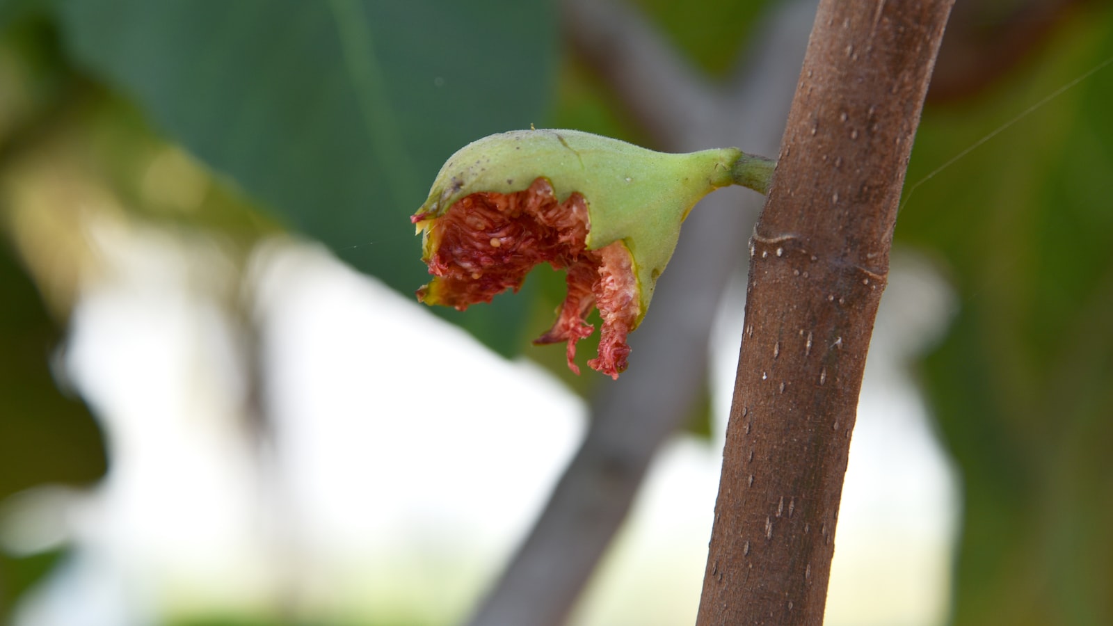 Important Factors to Determine Tree Health in the Absence of Bark