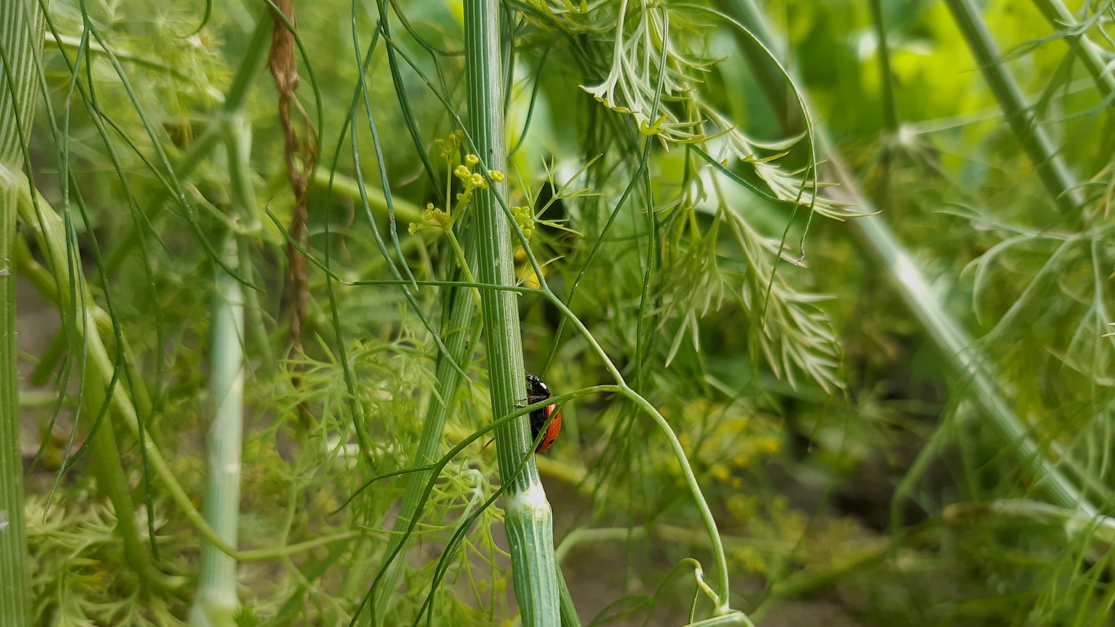 Reviving Strategies for Ailing Strawberry Plants