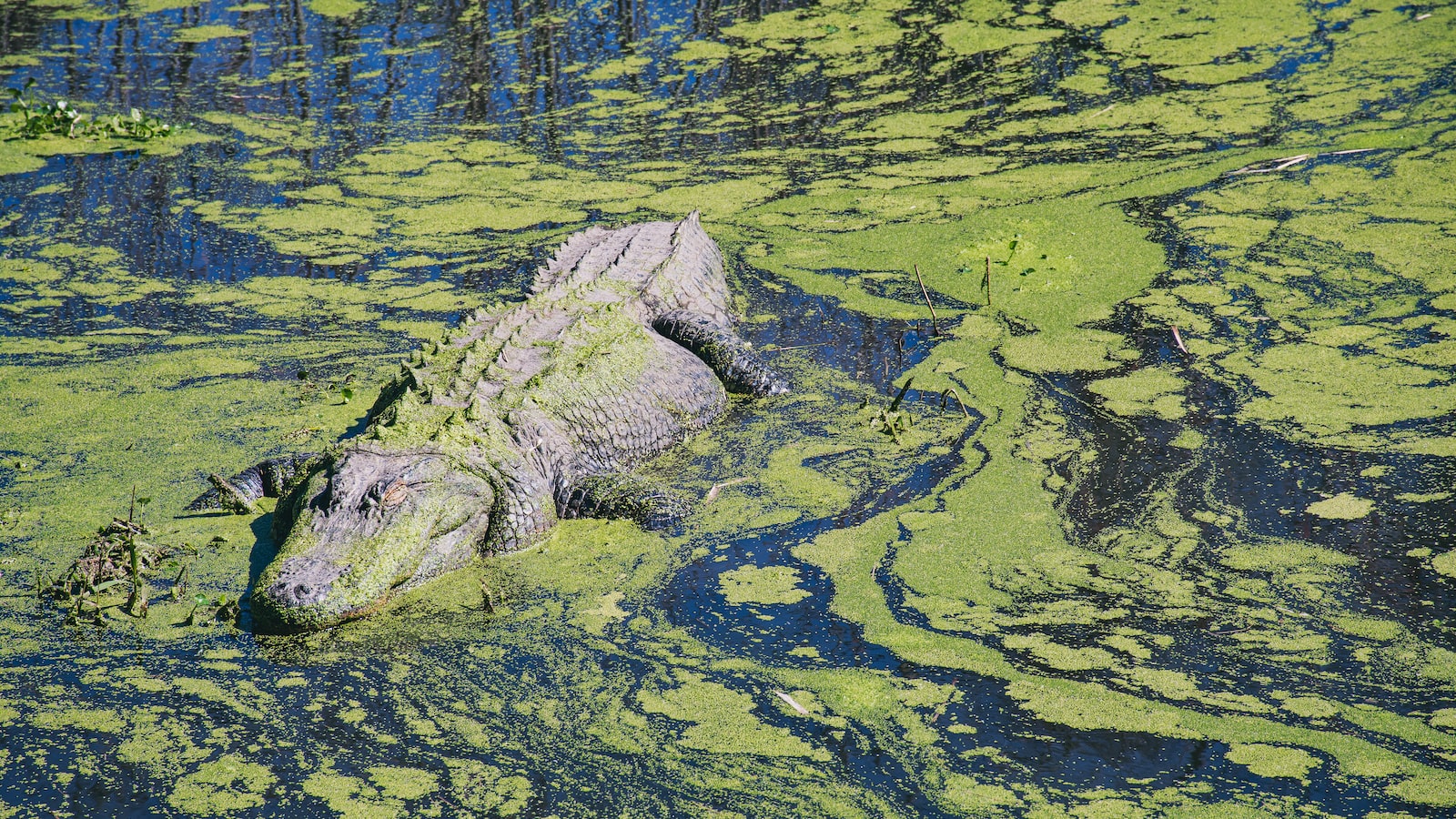 Caring⁢ for Duckweed: ⁤Effective​ Strategies ​to ⁤Revive and Maintain This Aquatic Plant