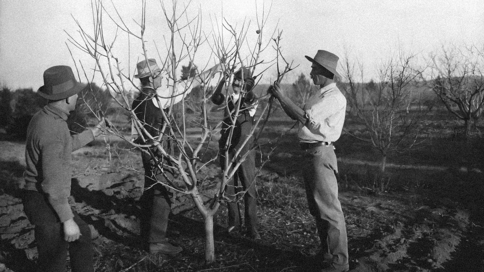 Pro Tips for Maintenance: ‌Pruning, Watering, ‌and‌ Caring for Your Dual‌ Tree ⁢Planting