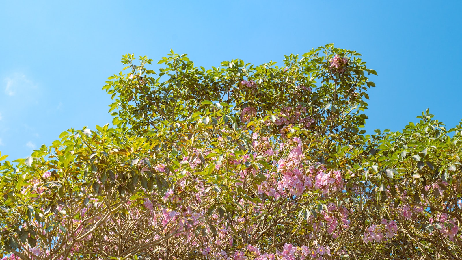 Elevating Efficiency: Key Considerations When Choosing Plants for Vertical Farming Systems