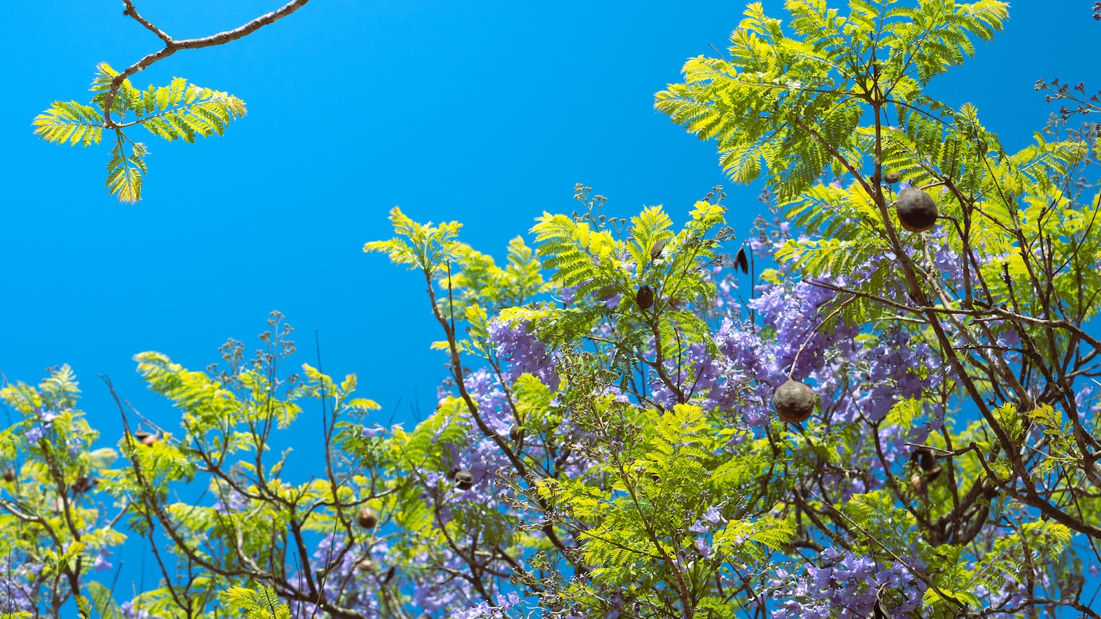 3. Revealing Adaptations: Discovering the Diverse Flora Thriving in the Shade of Tall Trees