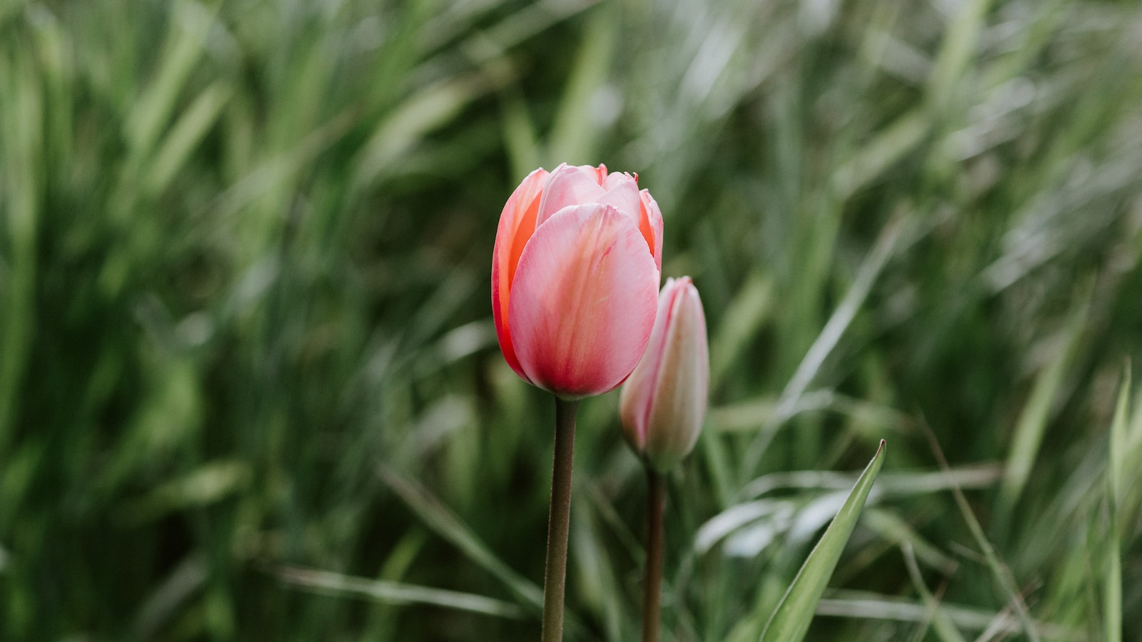 1. Selecting the Ideal Tulip Varieties for Minnesota's Challenging Climate