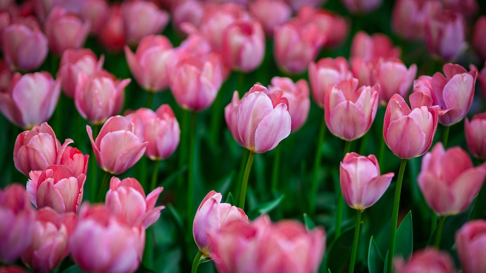 Tulip Planting Tips for Optimal Growth in South Carolina's Soil